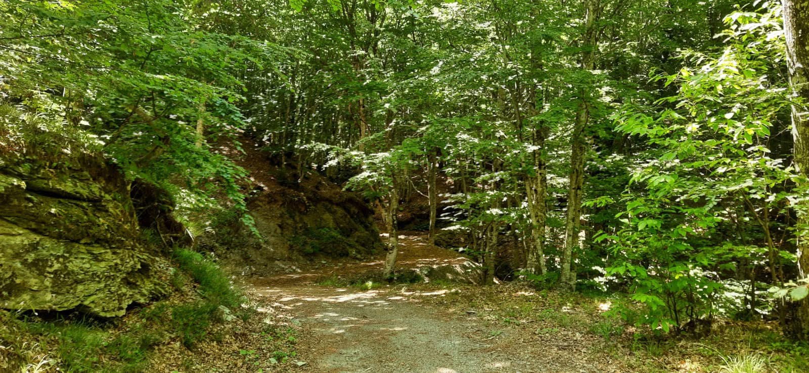 descrizione immagine