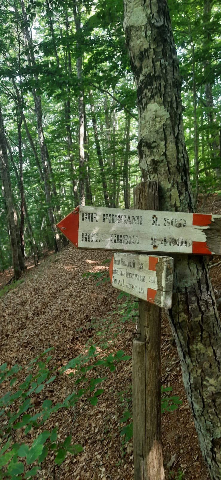 descrizione immagine