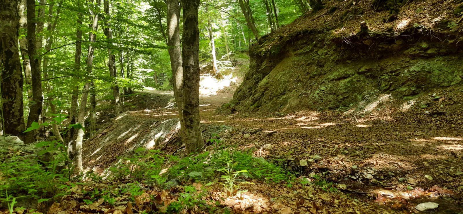 descrizione immagine